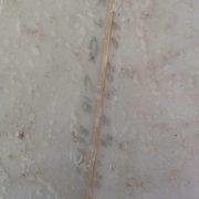 ss_0204191655235